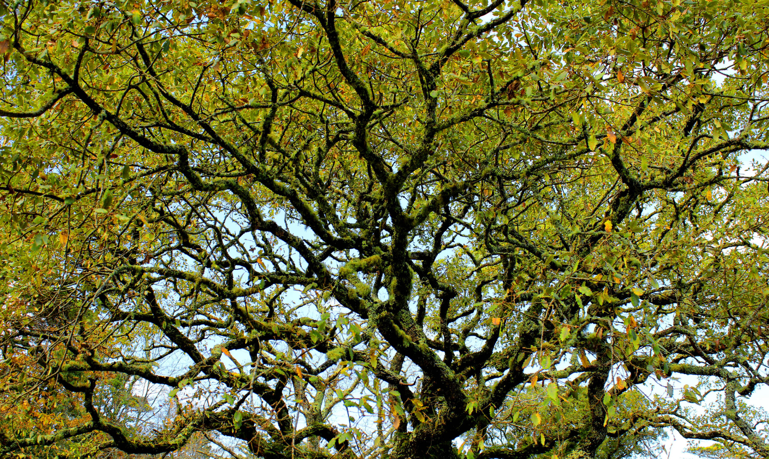 Branches
