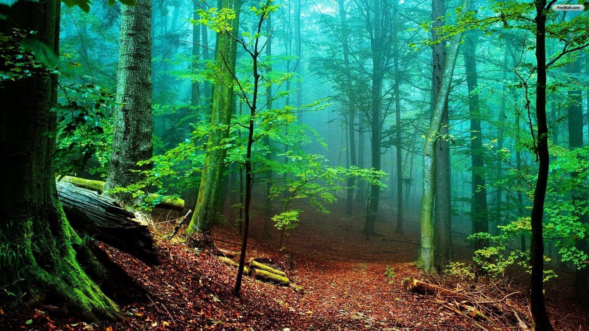 Forest