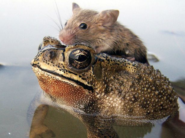 Frog and Rat