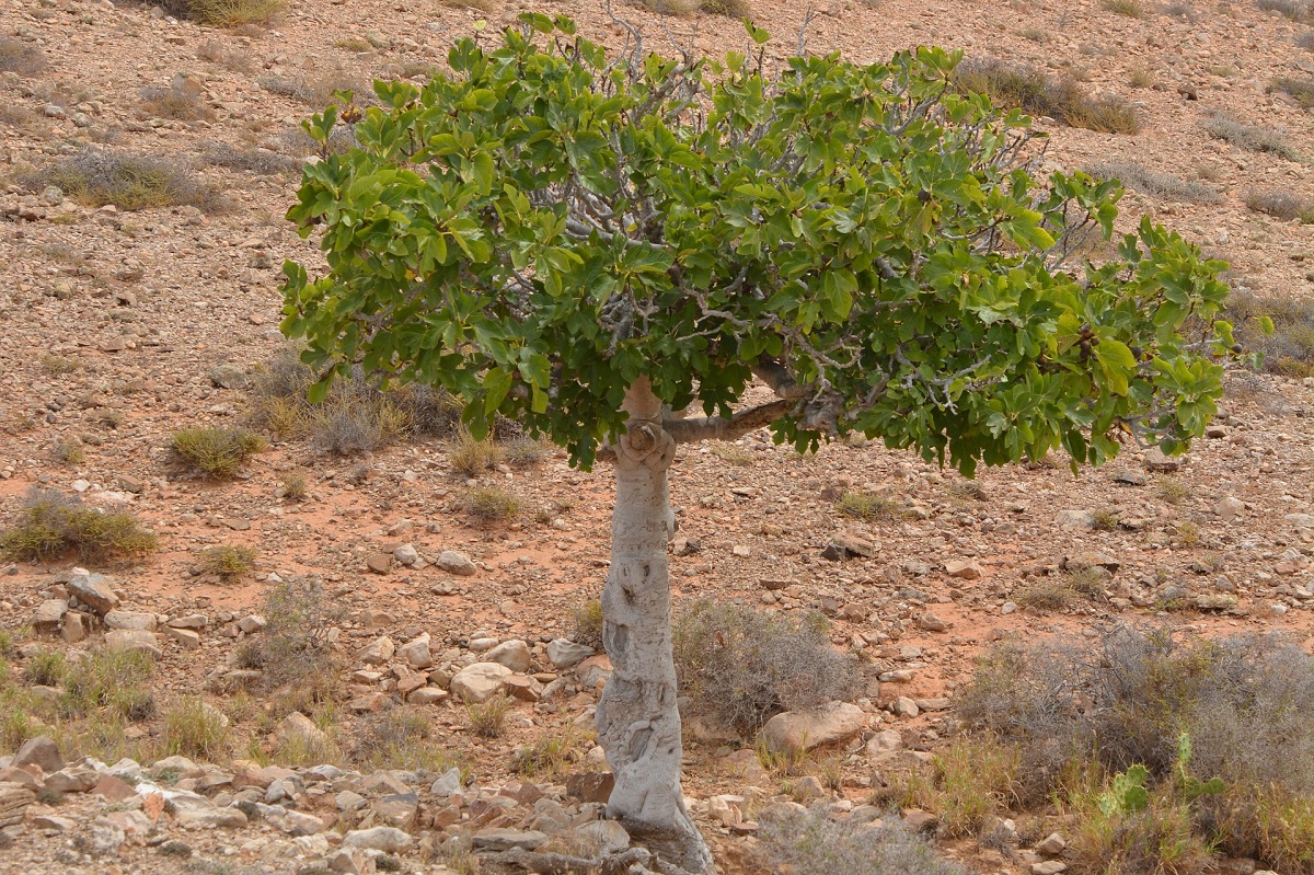Fruitless Tree