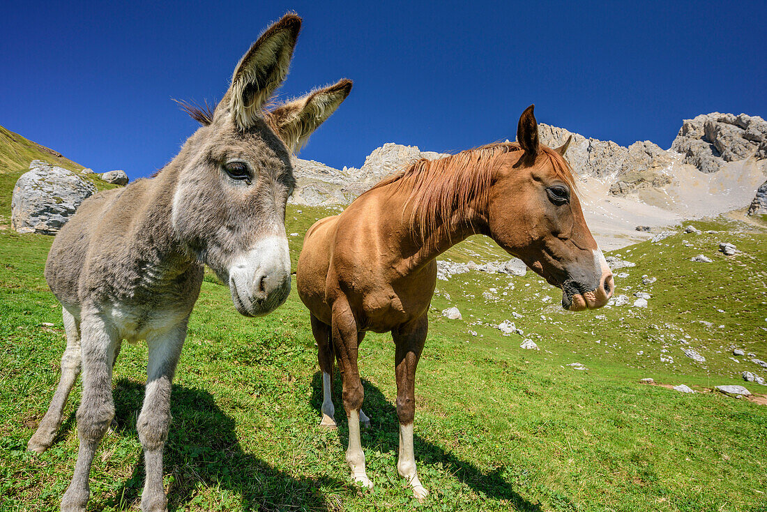 Horse and Donkey