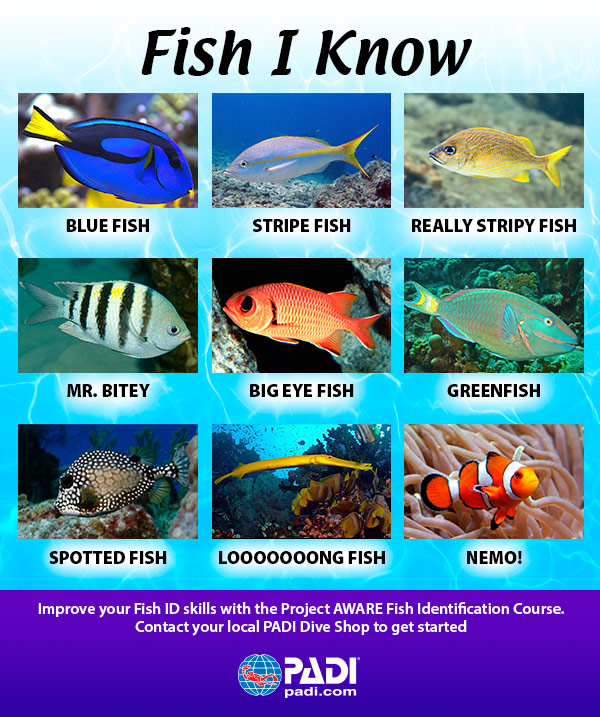 Knowleged Fish