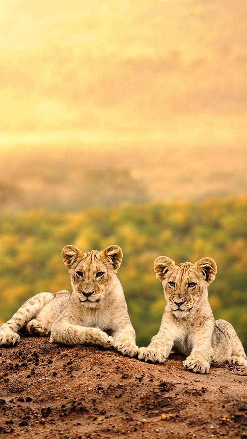 Lion Friendship