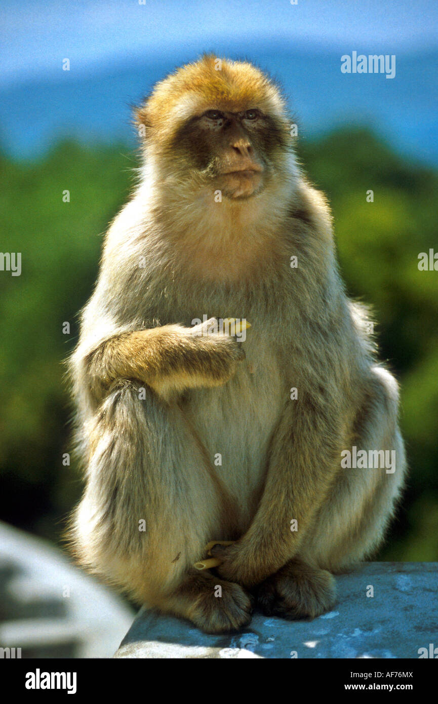 Tailless Monkey