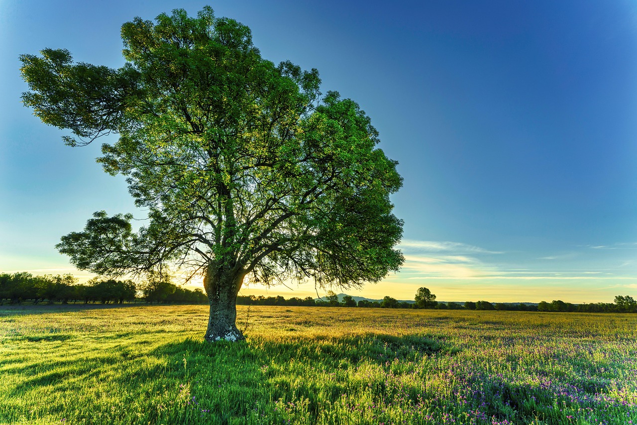 Tree