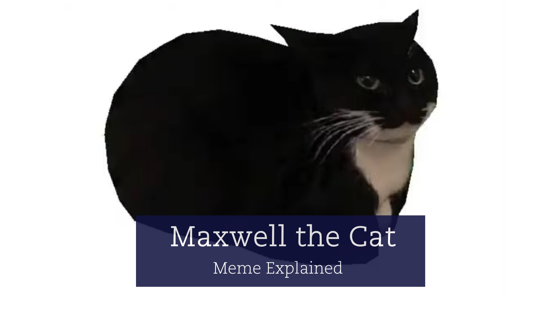 Who is this cat